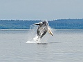 Alaska Wildlife-12